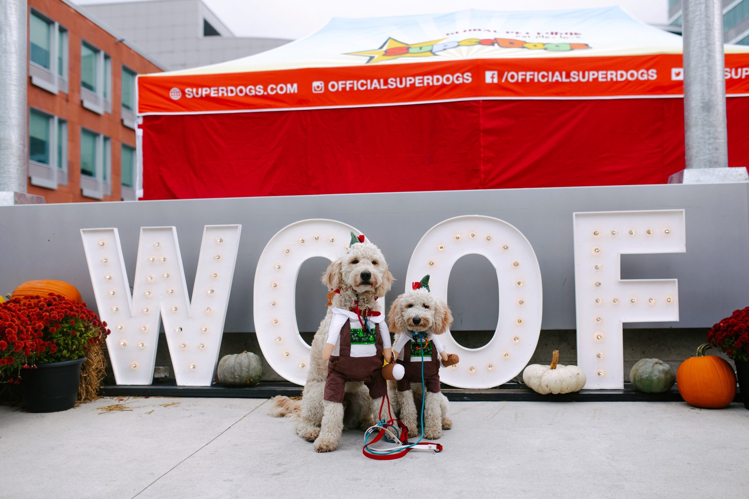 Dogs in costumes beside large WOOF sign.