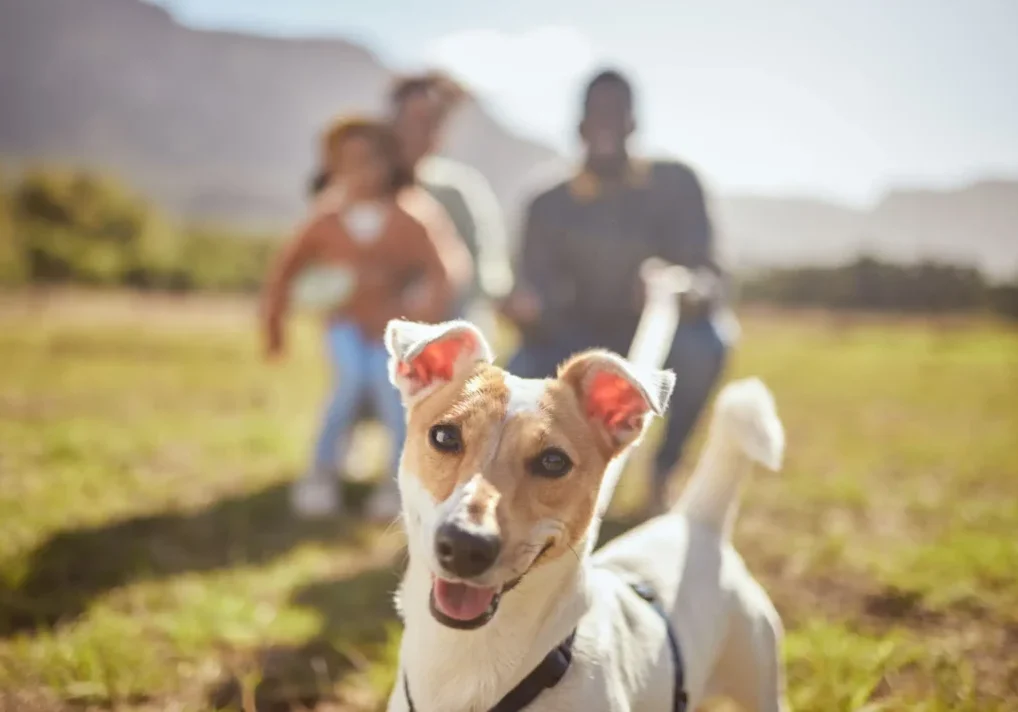 Happy small dog with ears perked up, outdoors with blurred people in background.