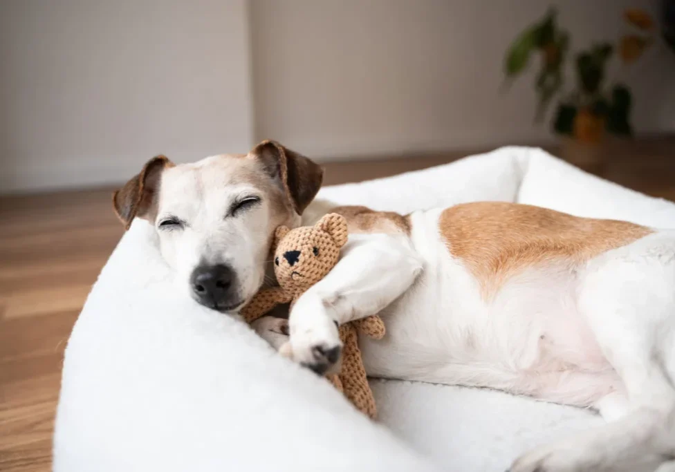 Dog cuddling a stuffed toy while resting on a couch.
