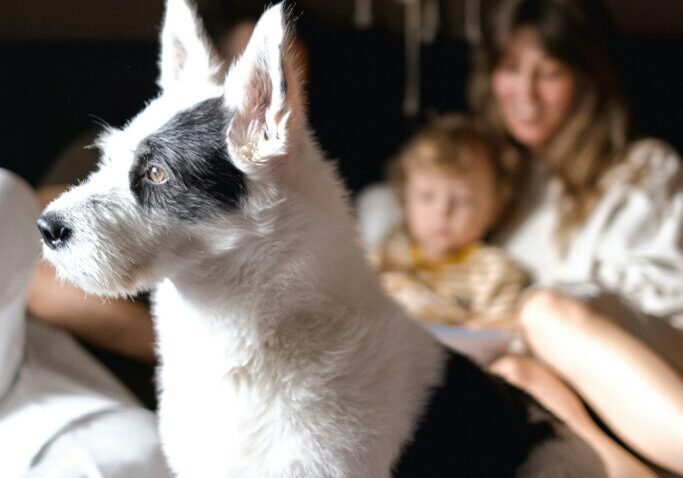 Calm dog resting comfortably on a bed, representing trust and consistent pet care standards.