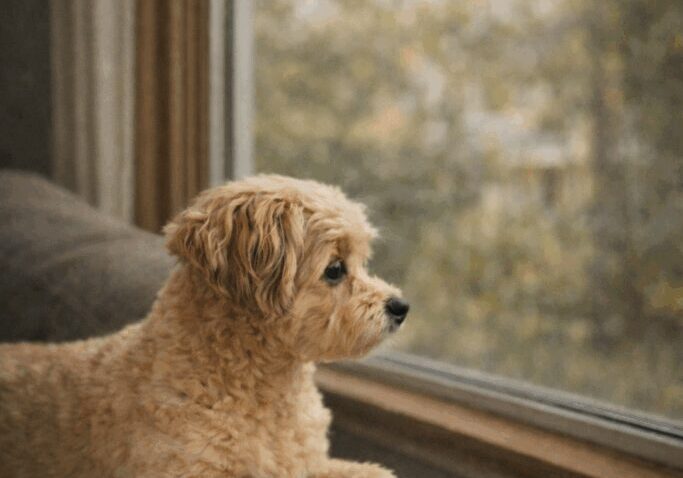 Calm dog looking out a window, reflecting trust, consistency, and standards in pet care